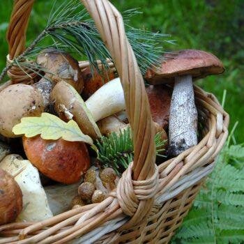 Chasse, pêche, champignons pyrenees orientales